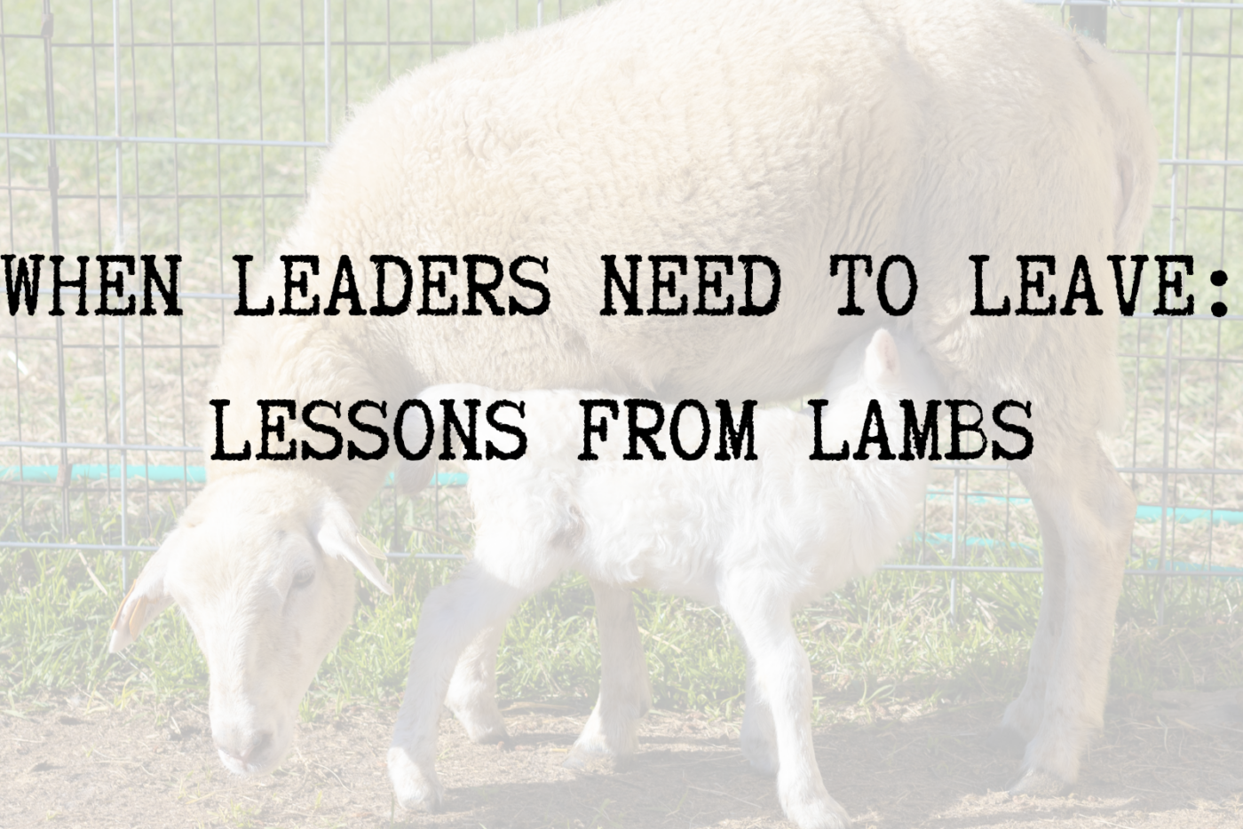 Newborn lambs nursing with their mothers in a barn, illustrating natural maternal bonding and the leadership lesson of knowing when to step back.